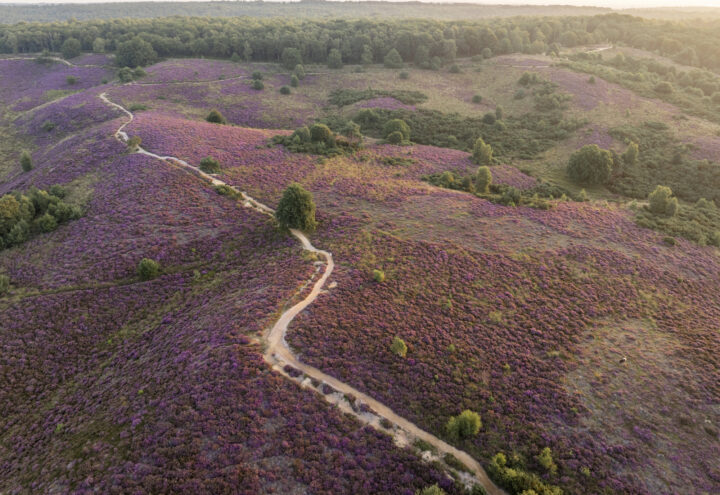 Posbank-National-park-Veluwe