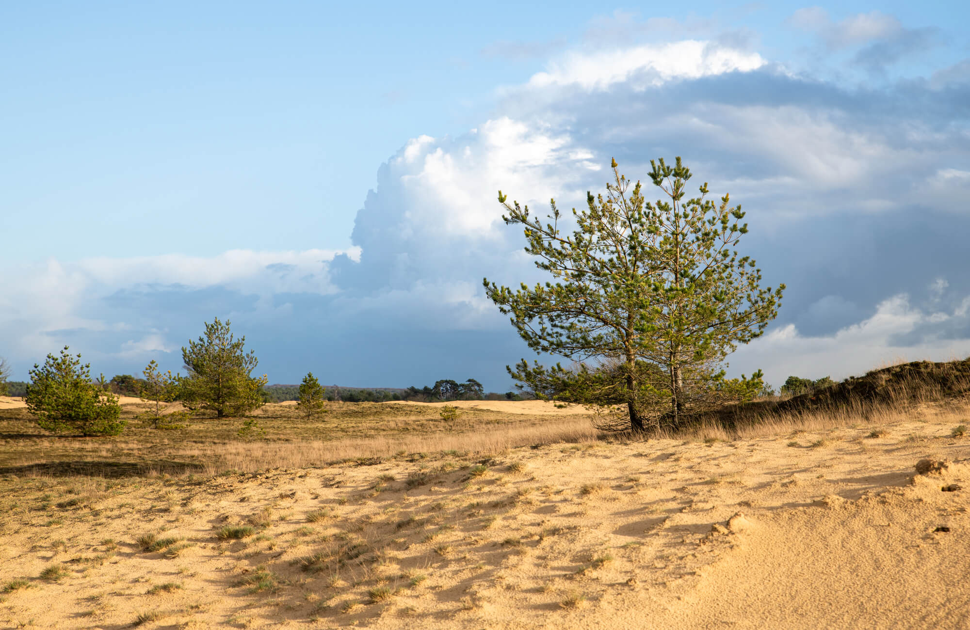 Wandelen op het Kootwijkerzand 16 Wandelen op het Kootwijkerzand
