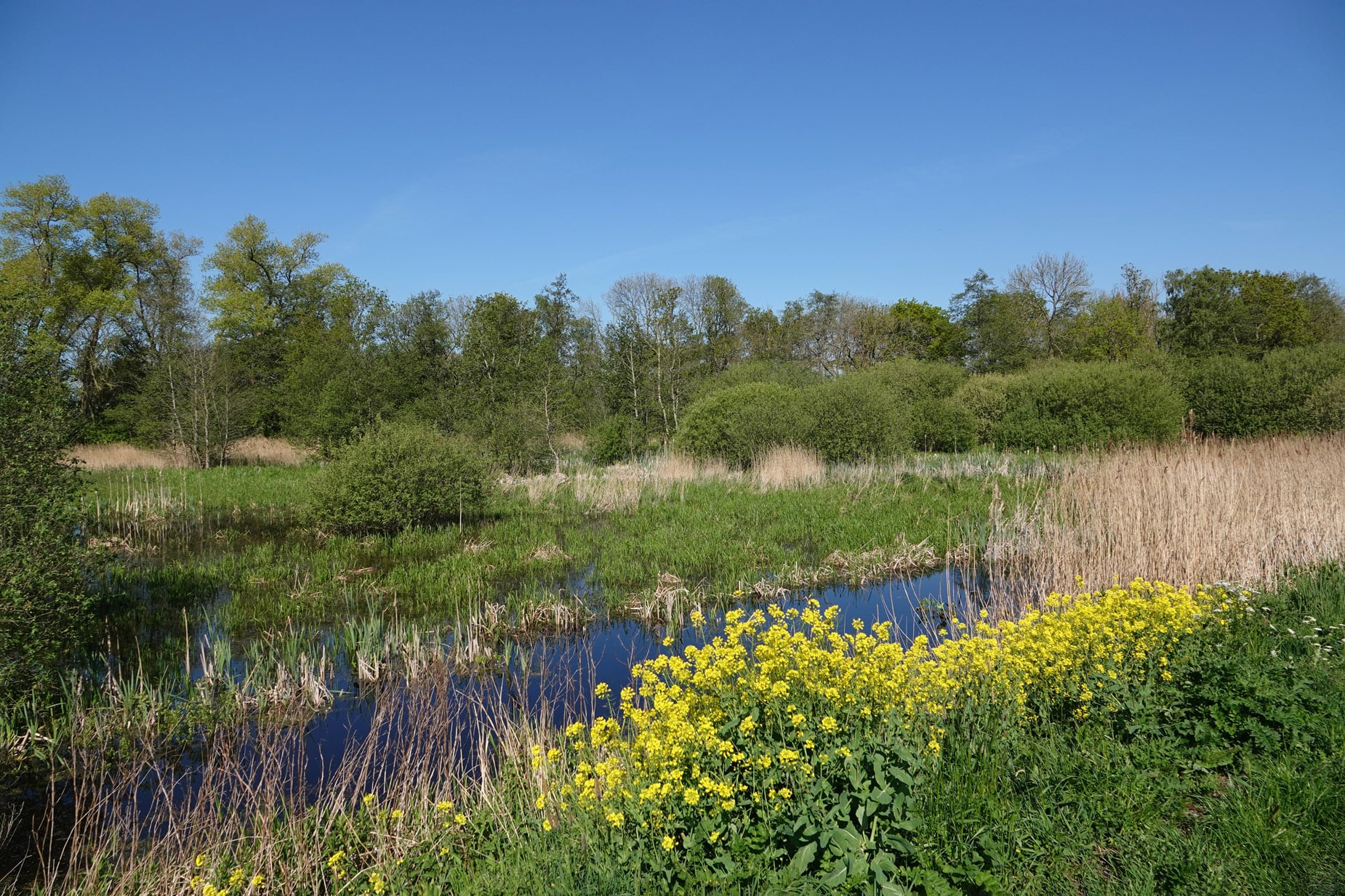Wandelroute van de Maand: Langs de Waterkant in Groningen 2 Friesche-Veen2