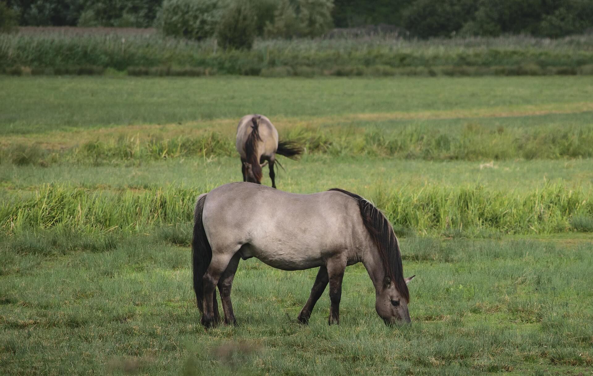 Wandelen in de Bommelerwaard: Munnikenland en Loevestein 2 Munnikenland konikpaarden