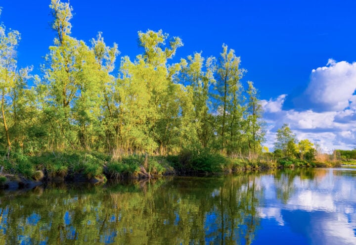 de-Biesbosch