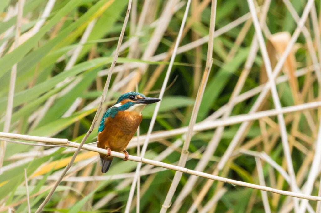 Nationaal Park De Biesbosch: de complete wandelgids 2 ijsvogel in de biesbosch