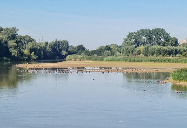 Waterrijk landschap met eenden op een zandbank, riet en bomen langs de oever