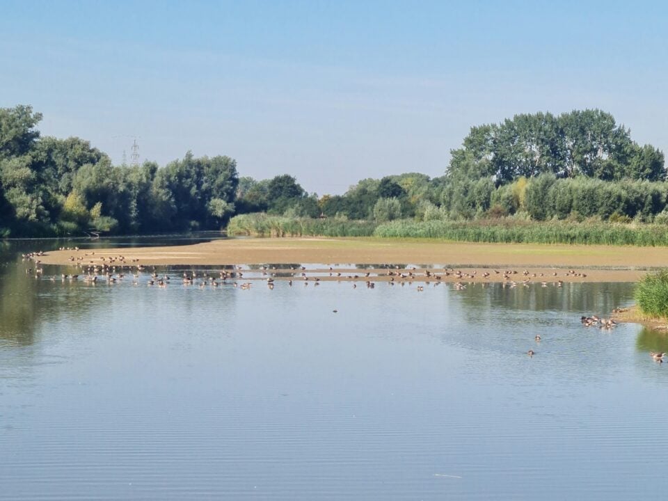 Van Wageningen naar Oosterbeek: 20 km langs de Rijn 1 Waterrijk landschap met eenden op een zandbank, riet en bomen langs de oever