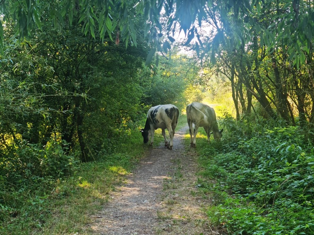 Van Wageningen naar Oosterbeek: 20 km langs de Rijn 2 Van Wageningen naar Oosterbeek: 20 km langs de Rijn
