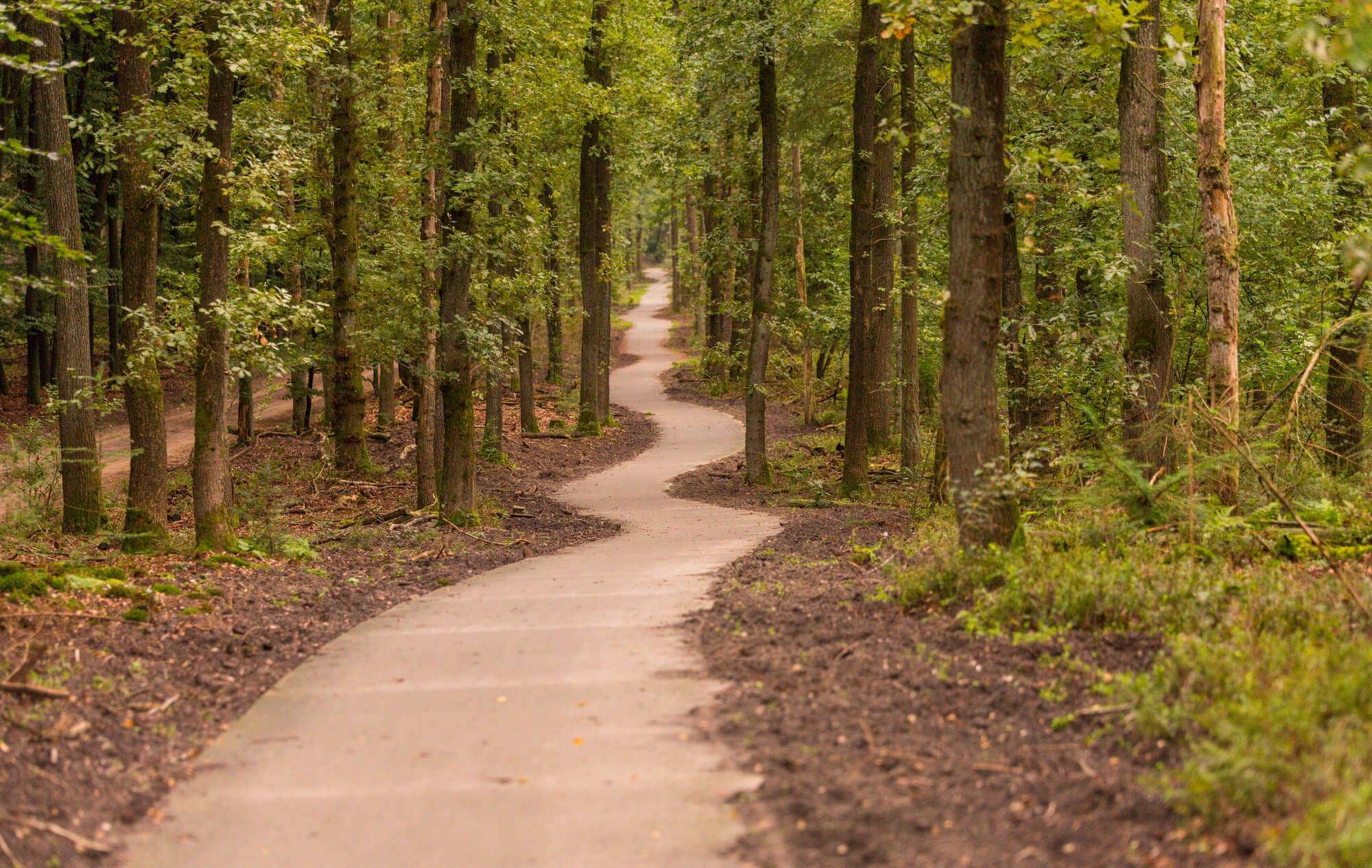 Nationaal Park Veluwezoom: gratis wandelen, betaald parkeren 2 Bospad tussen de bomen in Nationaal Park Veluwezoom