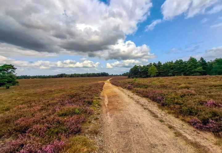 Zandpad door paarse heide met bosrand en wolkenlucht