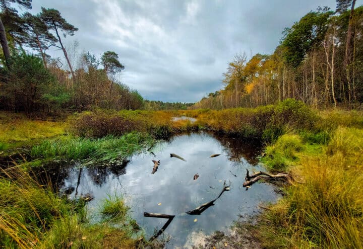 Ven in een bosrijk heidelandschap met gras, struiken en weerspiegelend water