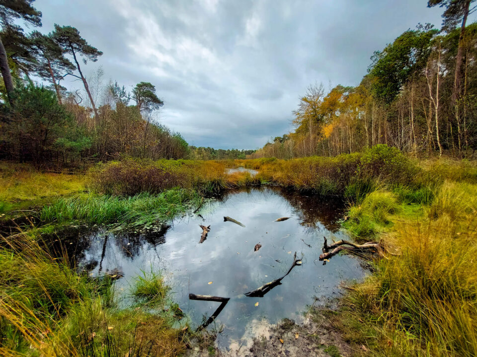 Wandelen op de Kampina en langs de Oisterwijkse vennen 1 kampina