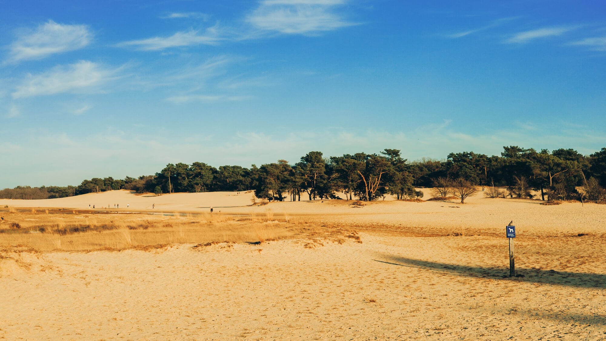 Loonse en Drunense Duinen: wandelen in de Brabantse Sahara 2 Loonse en Drunense Duinen
