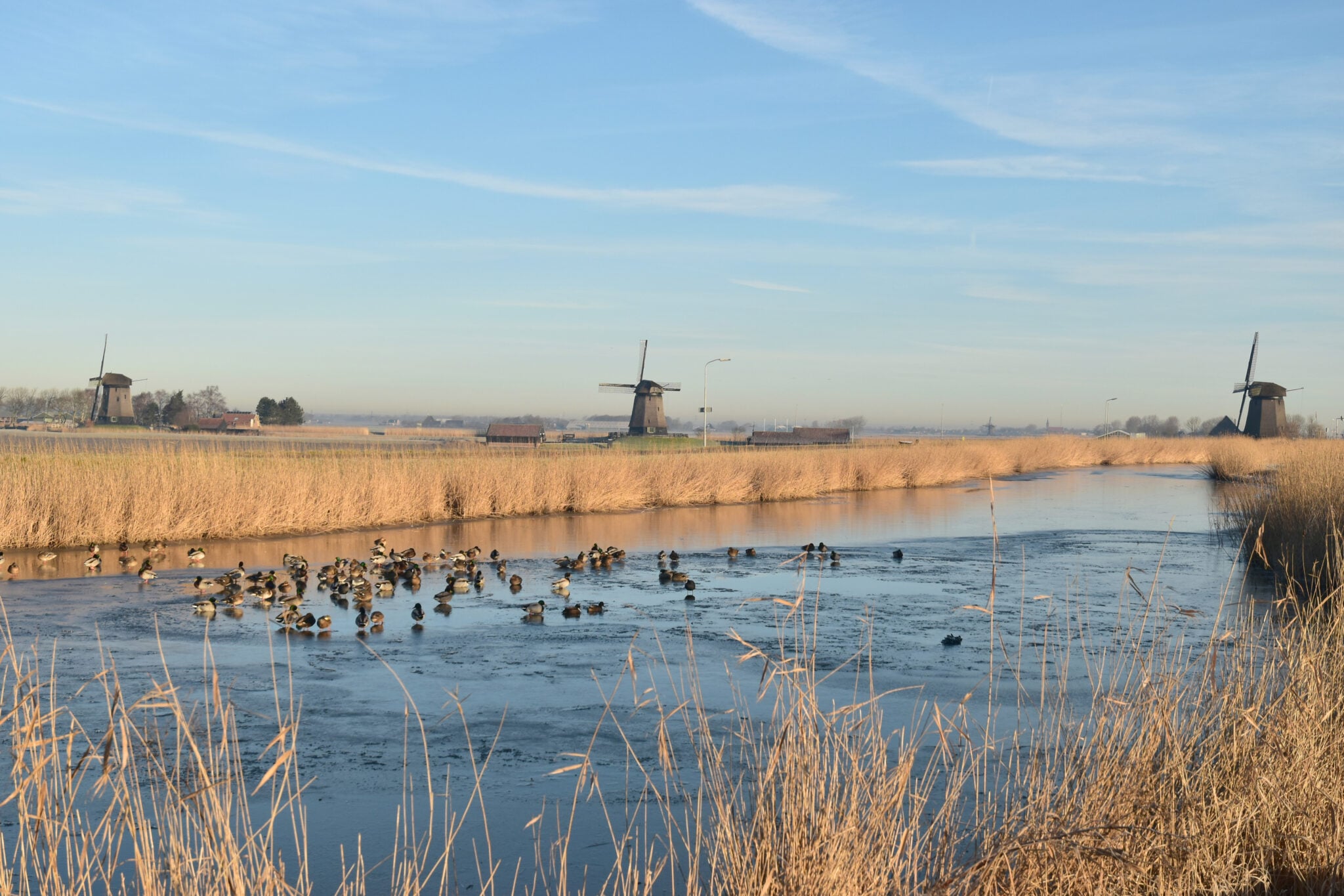 Wandelen in de Eilandspolder: op pad vanuit De Rijp 3 Watervogels op een deels bevroren watergang met riet en molens op de achtergrond